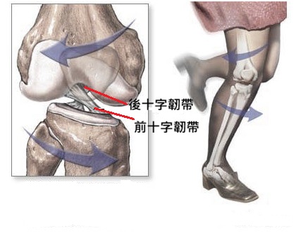 十字韌帶結構圖
