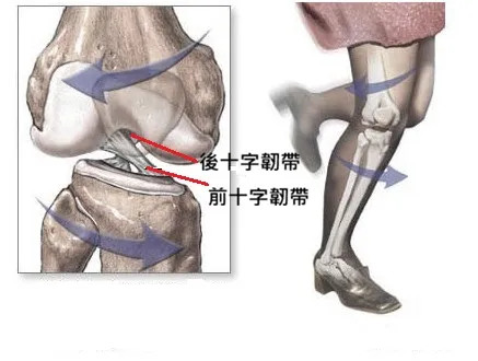 十字韌帶結構圖