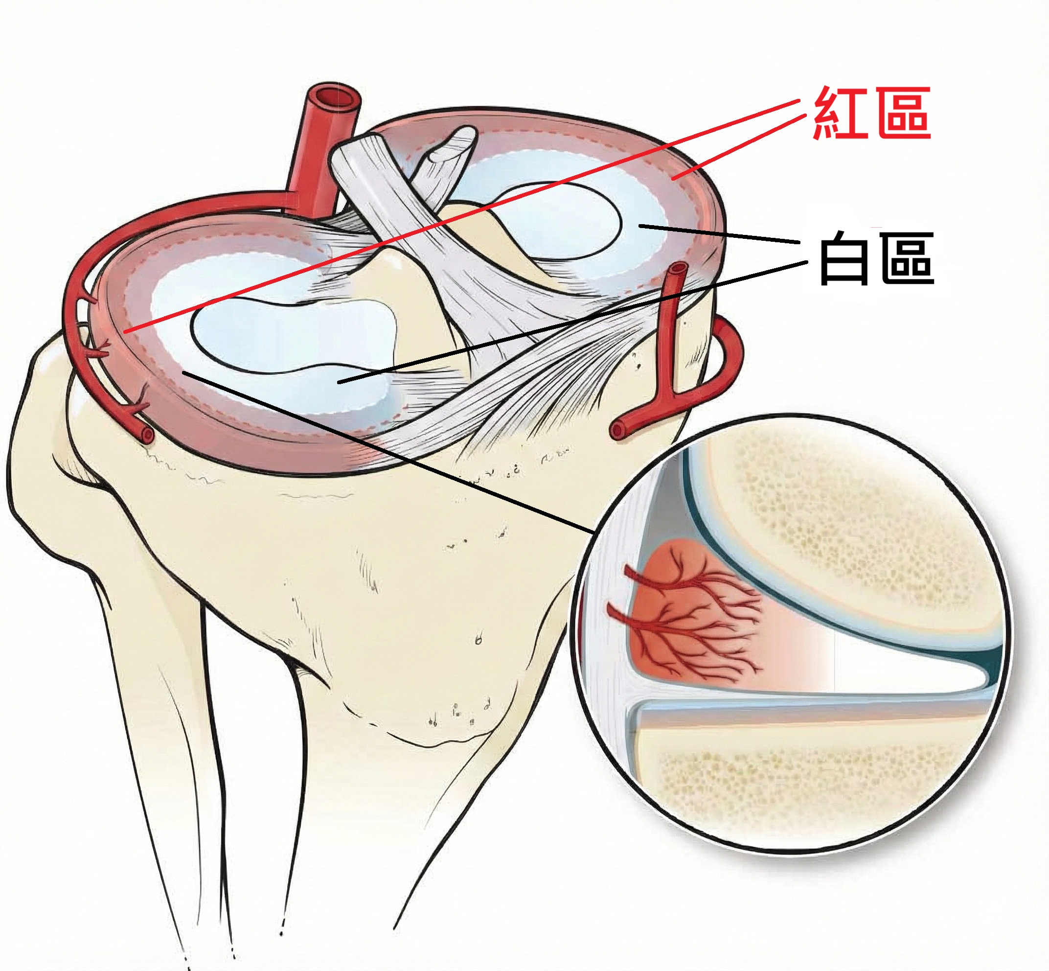 半月板的血液供應