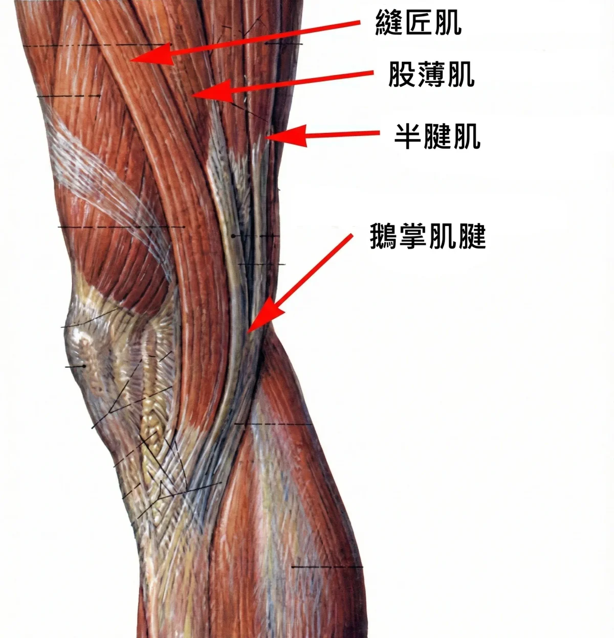 鵝掌肌腱解剖構造