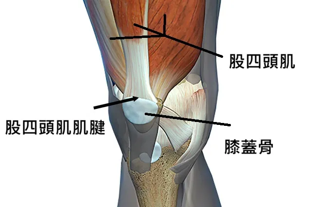 股四頭肌肌腱結構