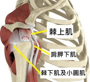 肩關節旋轉肌袖解剖構造圖,顯示棘上肌肌腱位置
