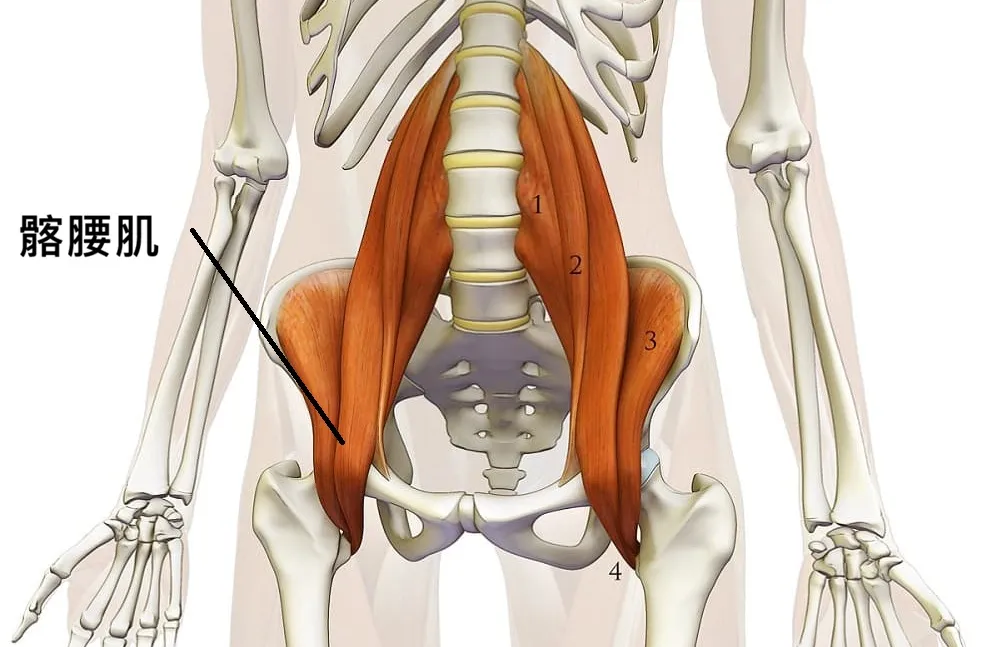髂腰肌肌肉構造圖