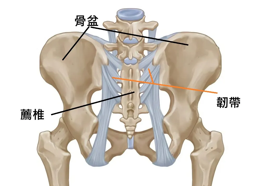 薦髂關節結構圖