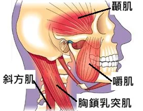 顳顎關節症候群肌肉圖