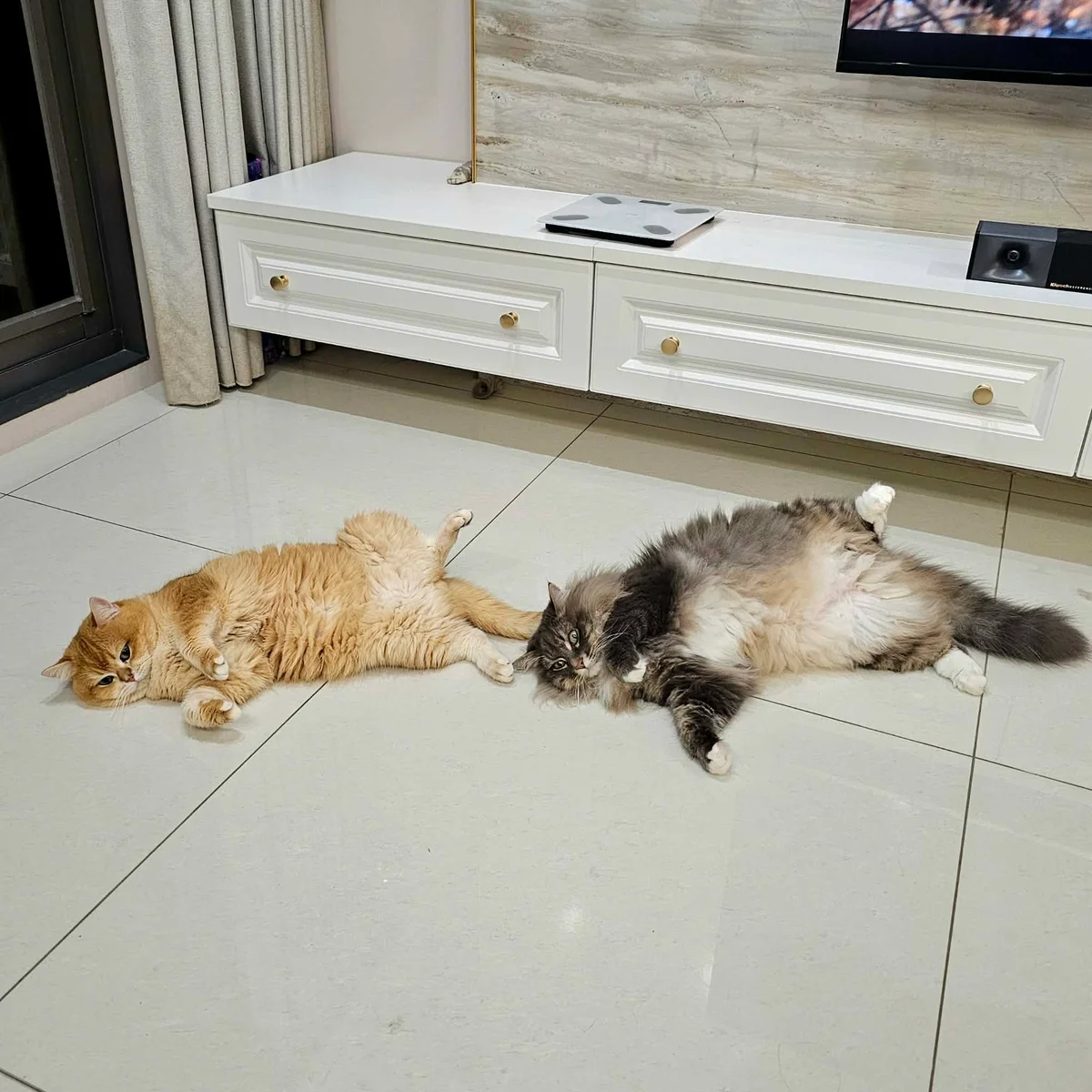 貓咪為什麼不會落枕？揭開貓咪脊椎構造與靈活肌肉的秘密